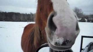preview picture of video '2011 East Texas Video Snow Storm Horse Care for Lilly & Silver 3rd day didn't get above freezing'