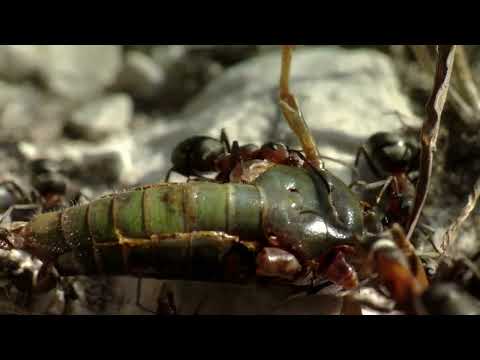 Attenborough's Ant Mountain | Terra Mater Studios (Official Trailer)