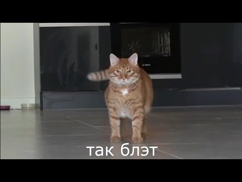 ТИГРА-ЛУЧШИЕ МОМЕНТЫ