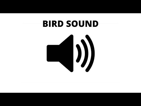 Sweet Bird Sound - Morning Sound Effect Garden Bird