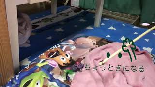 2018.11.26 今日のらにとぽんず。猫パンチが同時でハイタッチみたいでかわいいって親バカ。