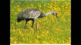 Marty Robbins -The bend in the River