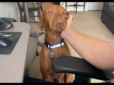 Working from home with a Vizsla