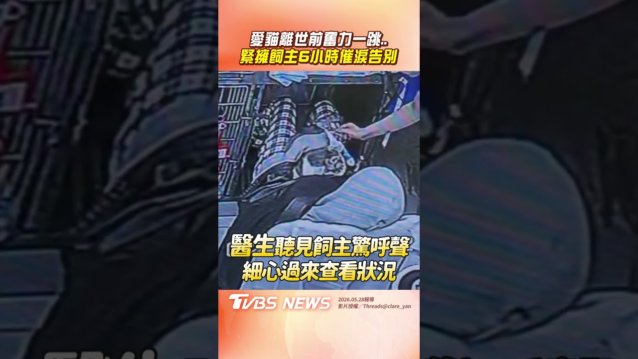 影音/愛貓離世前6小時「奮力一跳」 拚盡餘力「緊擁飼主」淚別