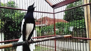 Download lagu Aksi kacer gacor ngobra gaya nagen full isian. mp3