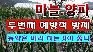 [텃밭농부. 1,388]  마늘과 양파에 두번째 병충해 예방적 방제하기 #마늘재배 #양파재배