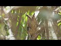 Collared Scops Owl