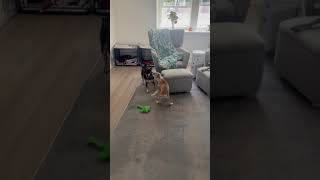 Video preview image #1 Mutt Puppy For Sale in Corona, CA, USA