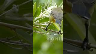 Download lagu Suara terapi burung sogon di alam liar-pancingan sogon macet bunyi #sogon #pancingansogonagarbunyi mp3