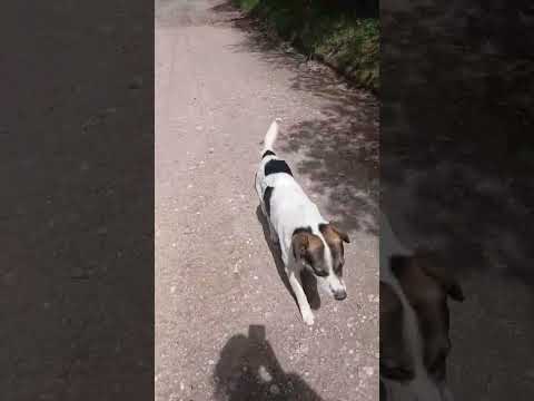 Caminando con los Influencers #casagrande #perros #cordoba