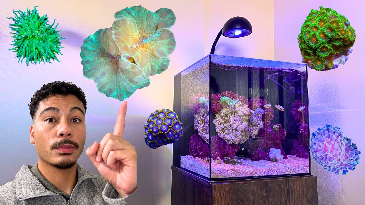 Adding Your First Corals: A Beginner Reef Tank Placement & Acclimation Plan