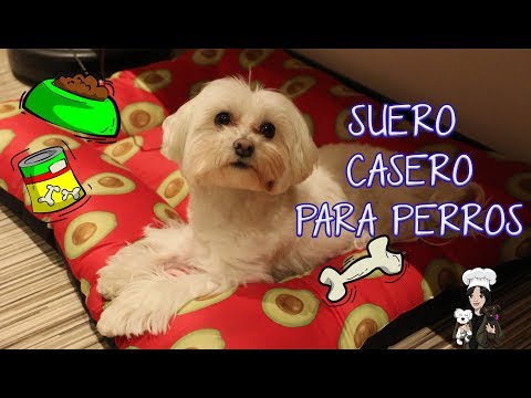 Suero casero para perritos deshidratados - recetas para mascotas en casa