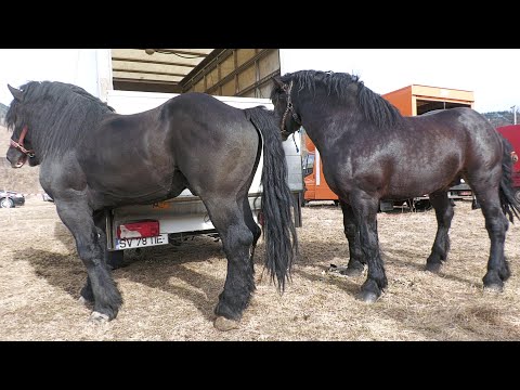 Daniel's Horses from Voitinel - Suceava 2022