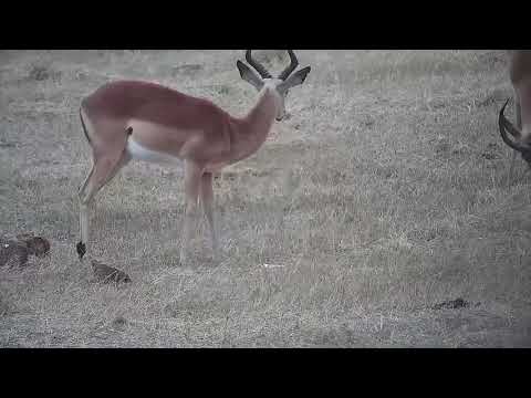 Djuma: Two Impala rams - 06:28 - 09/30/21