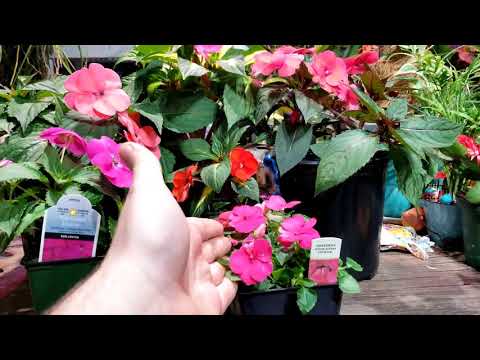 download lagu mp3 mp4 Impatiens Flowers, download lagu Impatiens Flowers gratis, unduh video klip Impatiens Flowers