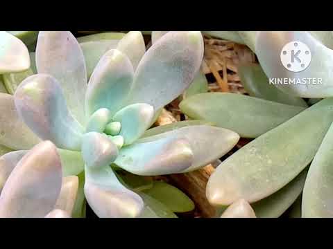 Essa suculenta e de muito, muito fácil cultivo!! | Francesco Baldi