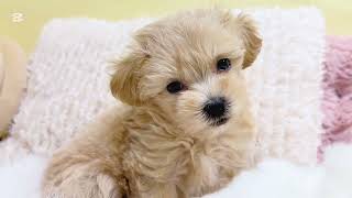 ハーフ犬の動画01