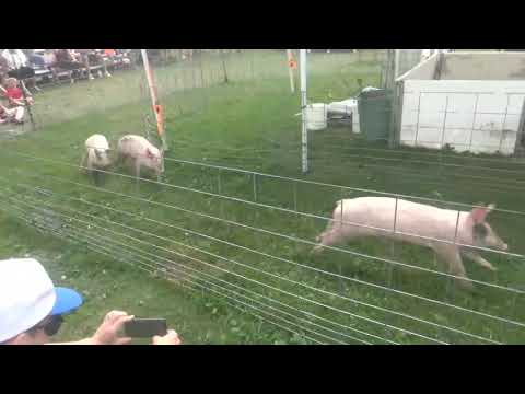 Hogs Racing At The County Fair