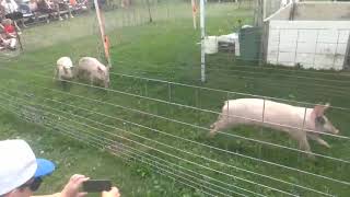 Hogs Racing at the County Fair