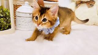 ソマリの動画01