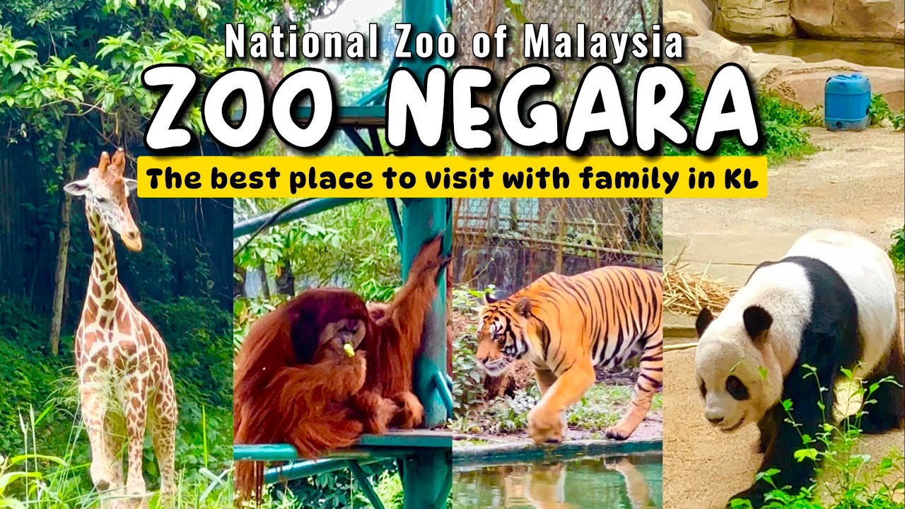 Immerse into the mesmerizing highlights of Zoo Negara.
