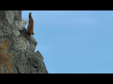 Моржи падают с 80 метровой скалы!!!