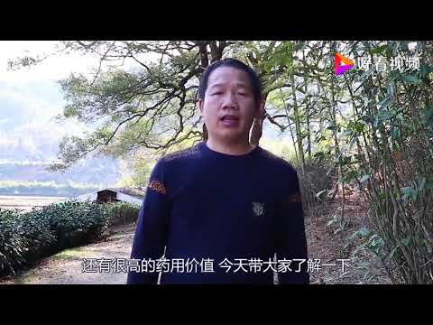 樟樹葉用途