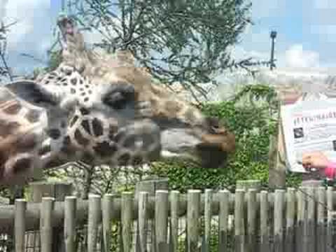 pourquoi la girafe a la langue bleue