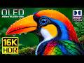 Extreme 16K Details HDR Display Test 120fps Nature OLED Showcase For 4K 8K OLED TV