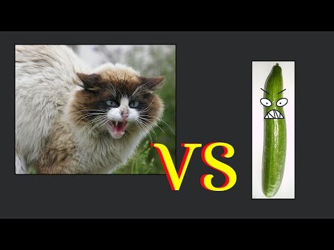 , title : 'Pourquoi les chats ont-ils peur des concombres? #2  -  Nomaé'