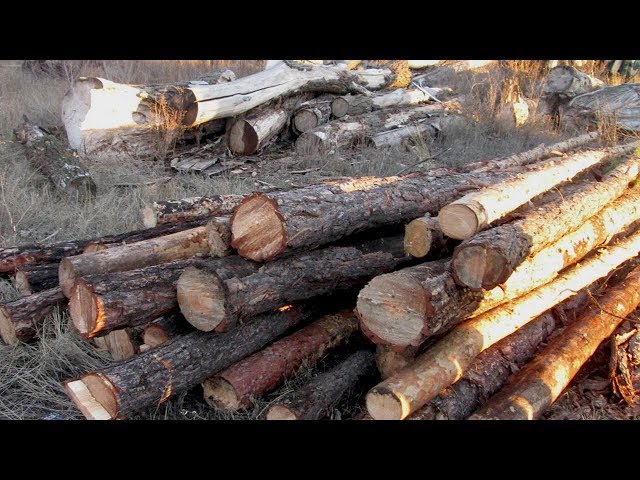 Черных лесорубов — к ответу!