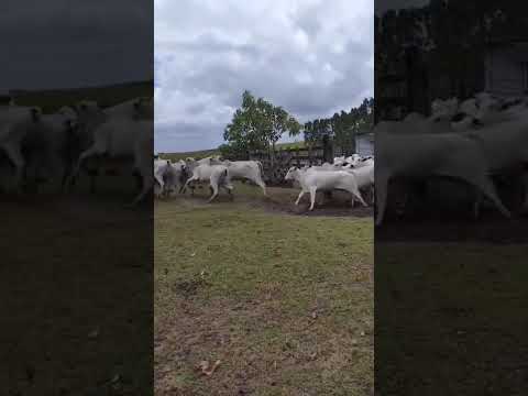 100 Novilhas Vazias na balança a 19,50 reais em Araçagi/ Paraíba. Whatsapp 84 99810 2784* #gado