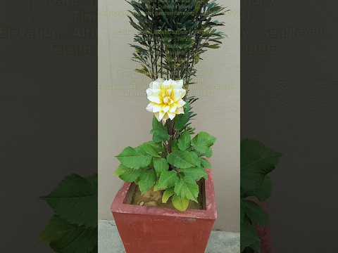 Gmla mix plants Aralia PlantAnd  Dahlia Flowerlandscaping #farming