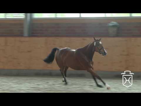 RD06 Holsteiner Stute von Casall - Clearway - I love You