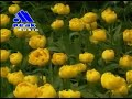 11 Tennessee Waltz Patti Page Peak Music
