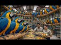 Inside A Massive Blue And Gold Macaw Mega Farm From Chick To Giant Parrot