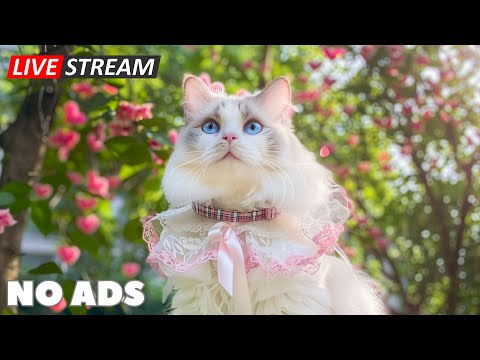 12 Hours of Healing Cat Music 🎶 Comforting Sounds to Help Your Cat Feel Safe & Happy