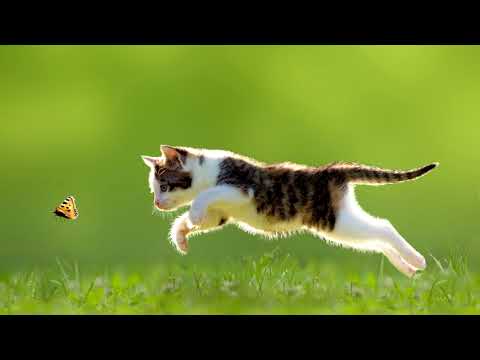 Guru Josh Project X Tujurikkuja - KASS NURR