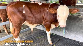 Download lagu Super cow wholesaler 😍. Kediri, East Java mp3