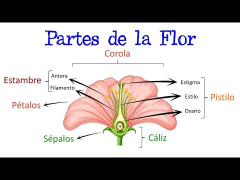 , title : '🌷 Partes de la Flor y sus Funciones 🌻 [Fácil y Rápido] | BIOLOGÍA |'