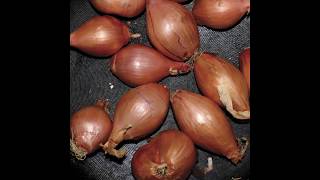 Big Man ⚫ Ty Segall