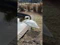 Graceful Big Footed Whooper Swan Lake Eola Park Downtown Orlando Florida Swan Birds Shorts