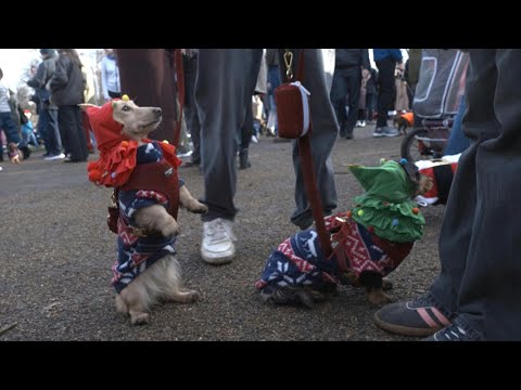 Video | Sausage dogs don festive dress for London parade | AFP