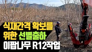 식재간격 확보를 위한 선별출하 이팝나무 R12 작업 …