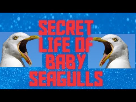Raising Baby Seagulls who fell out of their nest || Birds and their Lifestyle. 3-4 weeks old. Part 2