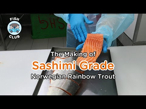The Making of Sashimi Grade Norwegian Rainbow Trout