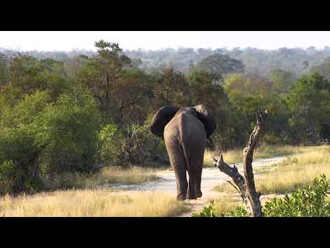 Djuma: Lone bull elephant walk by - 05/28/18