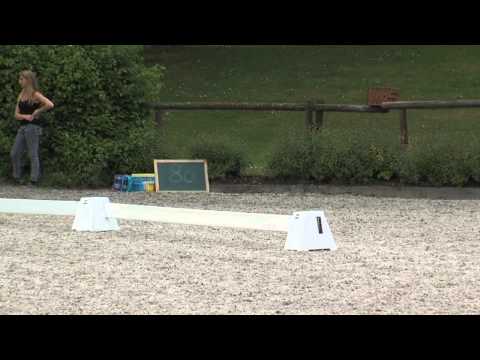 Fohlen für Fürst Fohlenhof