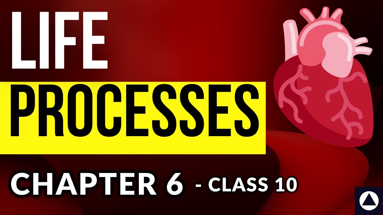 Life Processes - Chapter 6 - Audio Book | NCERT Complete Chapter Reading - Class 10 CBSE |  One-Shot