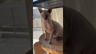 寝ている兄弟猫の邪魔をしがちな猫スルタン【スフィンクス】